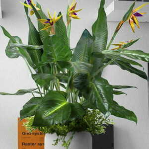 Green Designers Paradise Bird egyedi méretű növénybetét kaspóhoz small 1