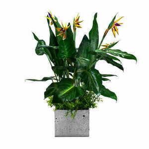 Green Designers Paradise Bird egyedi méretű növénybetét kaspóhoz small 0