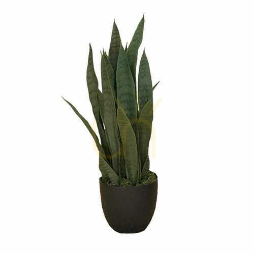Jelölje be Sansevieria Zelenica műnövény 65cm
