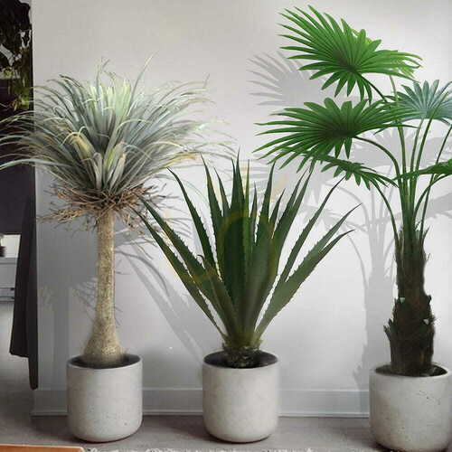 Jelölje be Agave Americana 100cm dekoratív növény 100cm