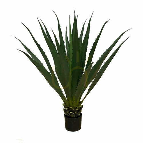 Jelölje be Agave Americana 100cm dekoratív növény 100cm