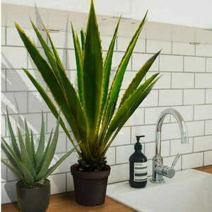 Agave Americana dekoratív növény 120cm small 1