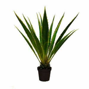 Agave Americana dekoratív növény 120cm small 0