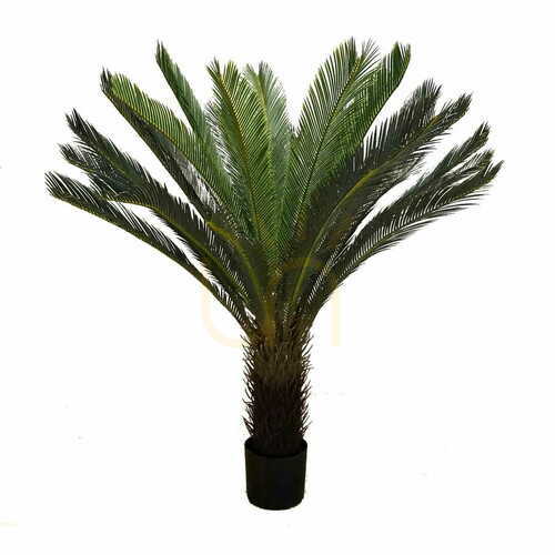 Jelölje be CYCAS DELUXE L GD4073 - magasság 120cm