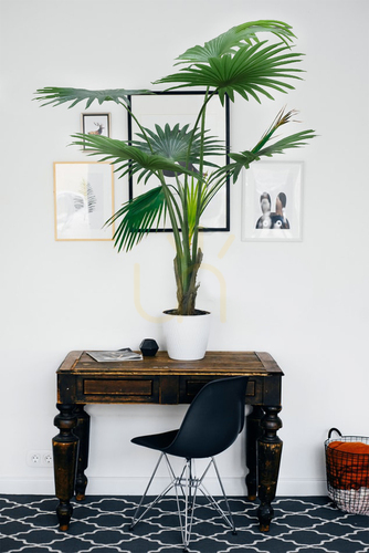 Jelölje be Mesterséges cserepes pálmafa Washingtonia Robusta 140cm