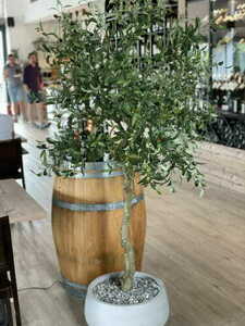 Mesterséges olajfa Olive 205cm small 3