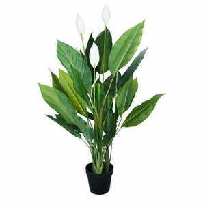 Dekoratív növény Wingflower 120cm small 0