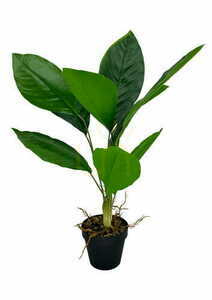 Mesterséges Aspidistra növény 62 cm small 2