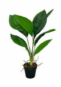 Mesterséges Aspidistra növény 62 cm small 0
