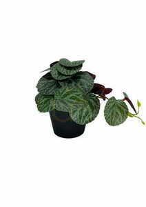 Mesterséges Pilea növény 19 cm 2 Mesterséges Pilea növény 19 cm small 2