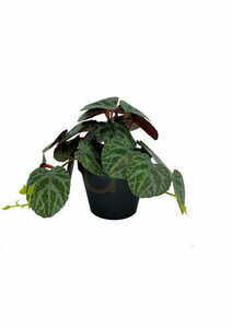 Mesterséges Pilea növény 19 cm 3 Mesterséges Pilea növény 19 cm small 3