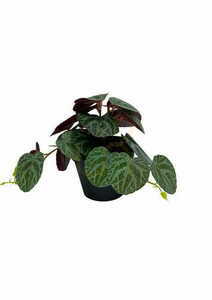 Mesterséges Pilea növény 19 cm 4 Mesterséges Pilea növény 19 cm small 4