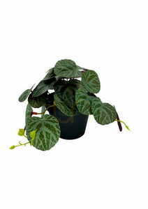 Mesterséges Pilea növény 19 cm 0 Mesterséges Pilea növény 19 cm small 0