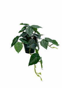 Mesterséges filodendron növény 37 cm 0 Mesterséges filodendron növény 37 cm small 0