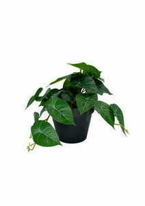 Mesterséges filodendron növény 20 cm 2 Mesterséges filodendron növény 20 cm small 2