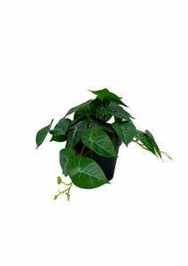 Mesterséges filodendron növény 20 cm 3 Mesterséges filodendron növény 20 cm small 3