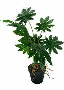 Mesterséges Aralia növény 55 cm small 2