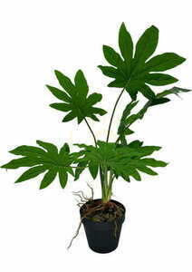 Mesterséges Aralia növény 55 cm small 3