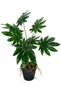 Mesterséges Aralia növény 55 cm small 0