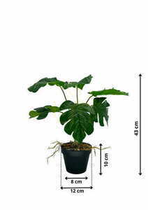 Mesterséges Monstera üreges növény 43 cm small 1