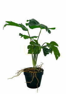 Mesterséges Monstera üreges növény 43 cm small 3