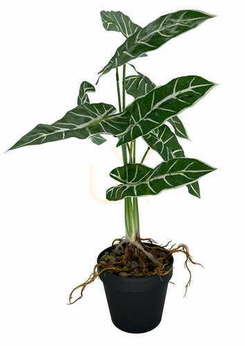 Jelölje be Alokazia Amazonica műnövény 58 cm.