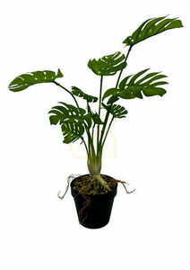 Mesterséges Monstera növény 53 cm small 0