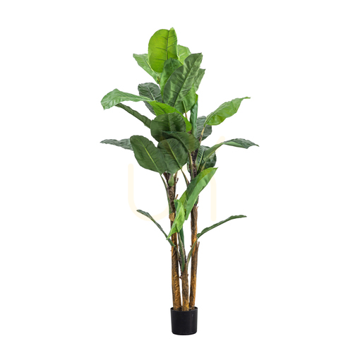 Jelölje be Mű banánpálma Gallery Direct zöld 203 cm